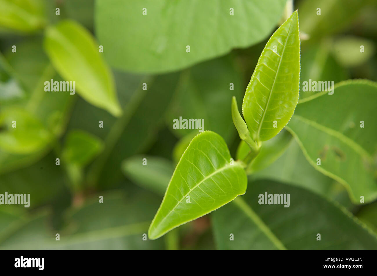 The top of a tea plant which is picked during harvesting Stock Photo