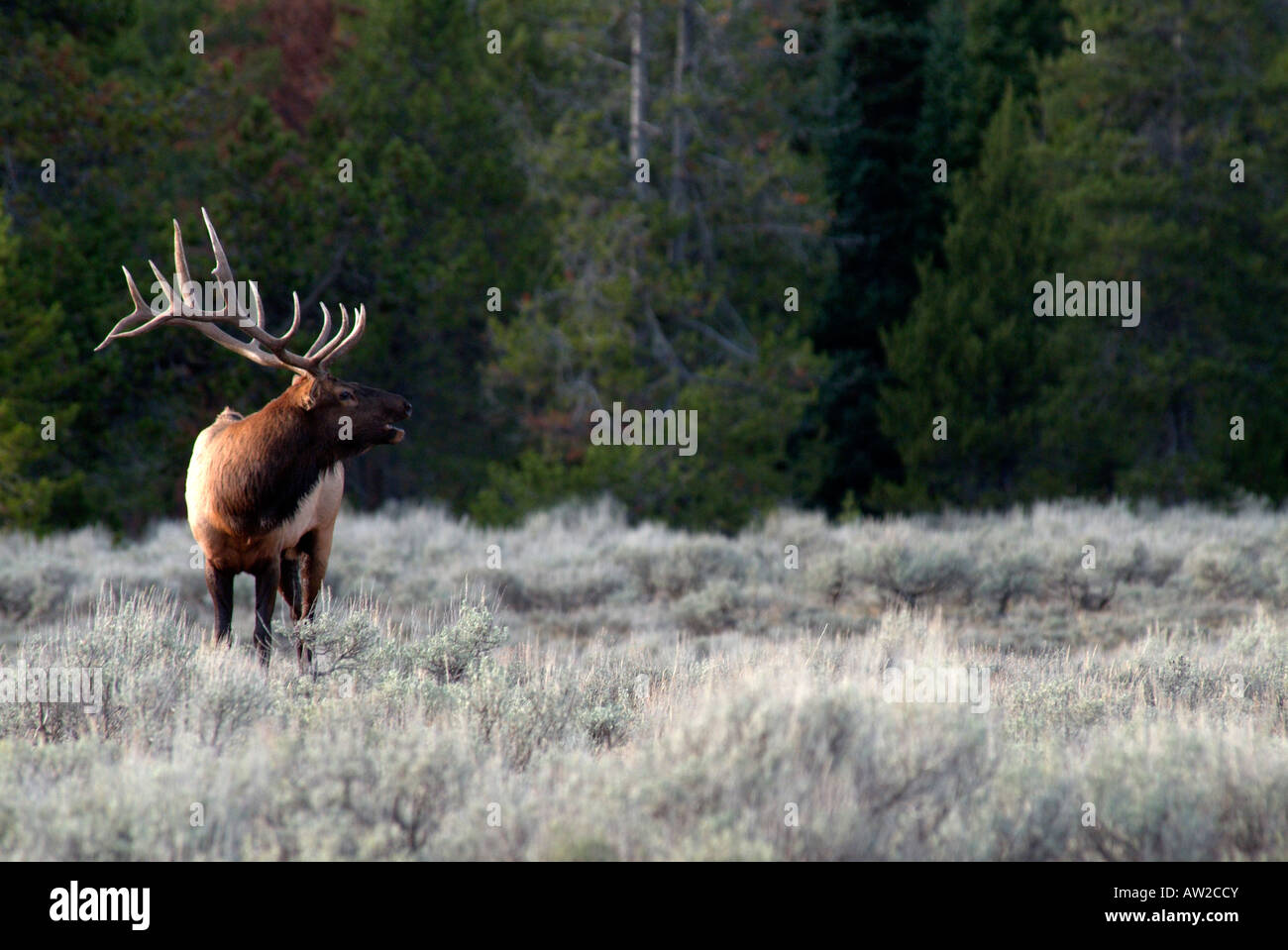 Bull elk calling bugling during the rutting mating season grand teton