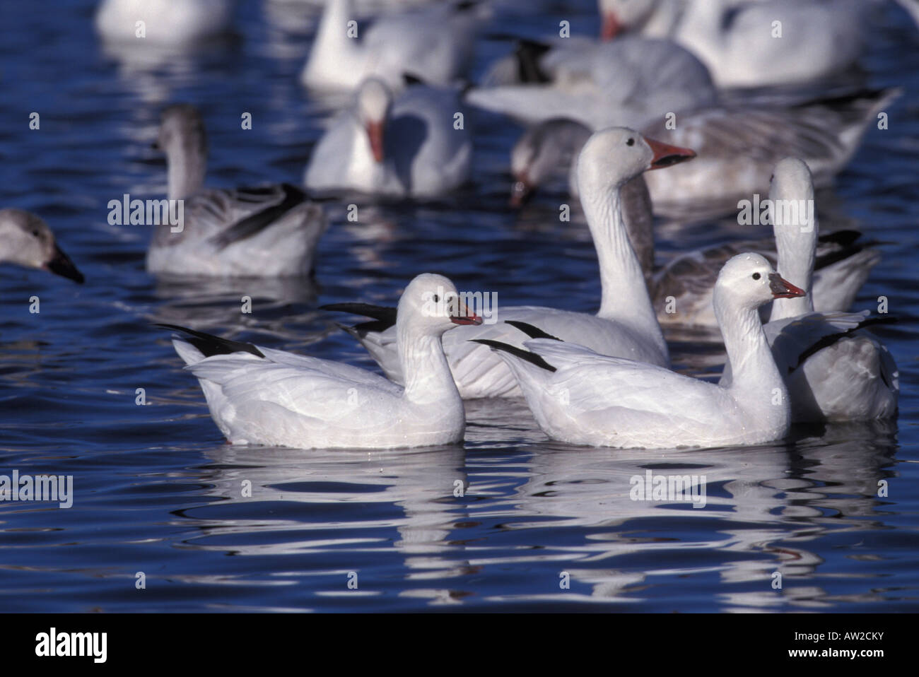 Ross's Goose, Chen rossii, with Snow Geese. Stock Photo