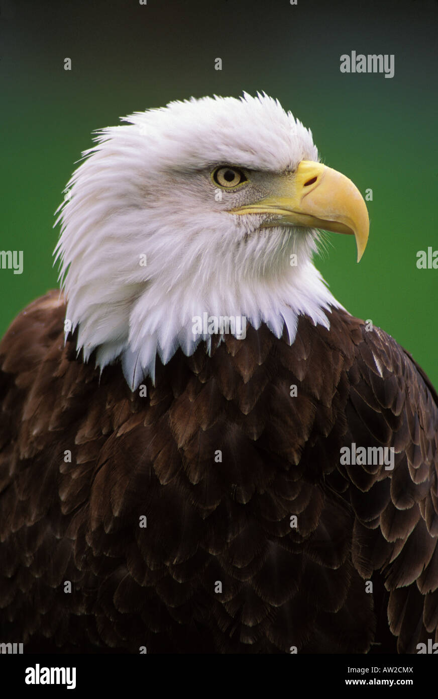 A bald eagle attentively surveys his surroundings Stock Photo