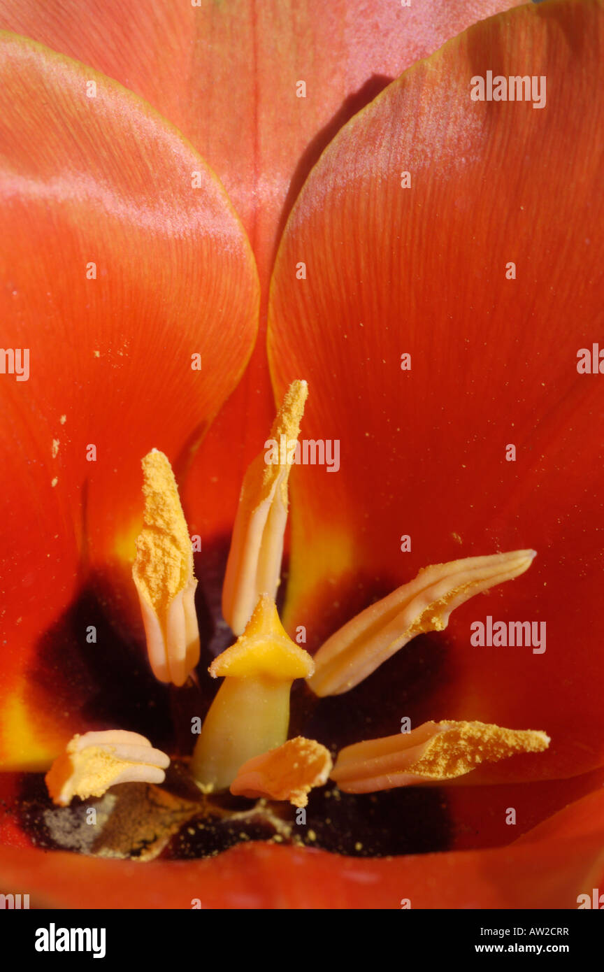 Pistil and anthers of a red Calypso tulip bloom (Tulipa Greigii Hyb ) Stock Photo