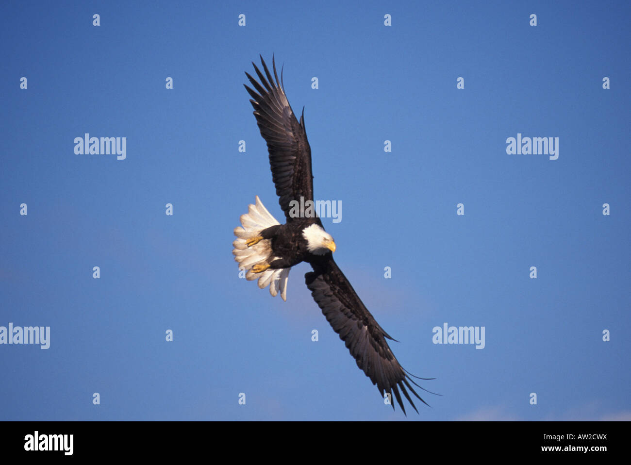 Bald Eagle, Haliaeetus leucocephalus, in flight Stock Photo - Alamy