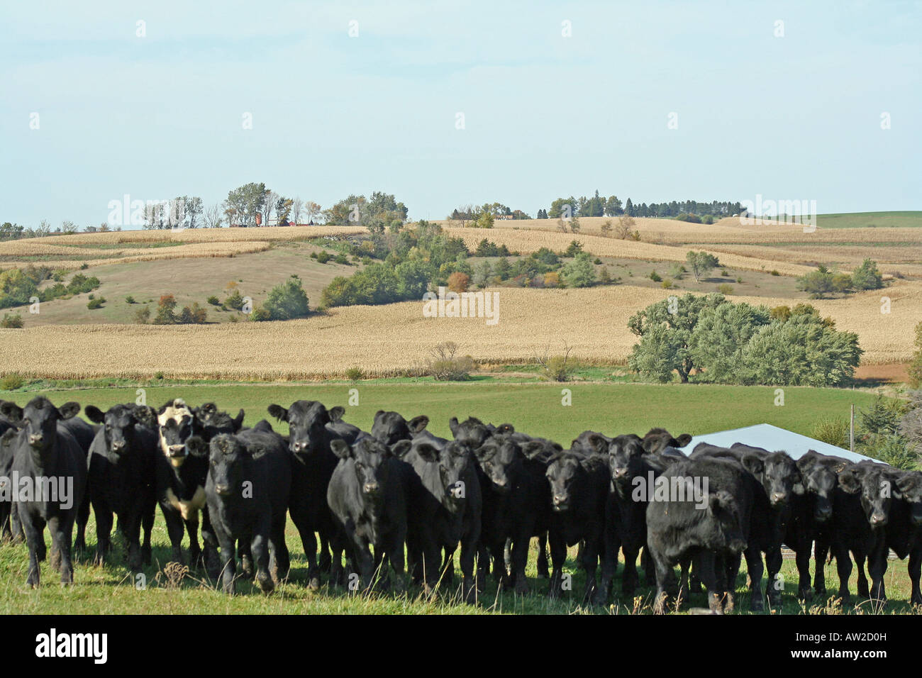 Cattle lined up with a view of pasture, rolling hills and farm ground