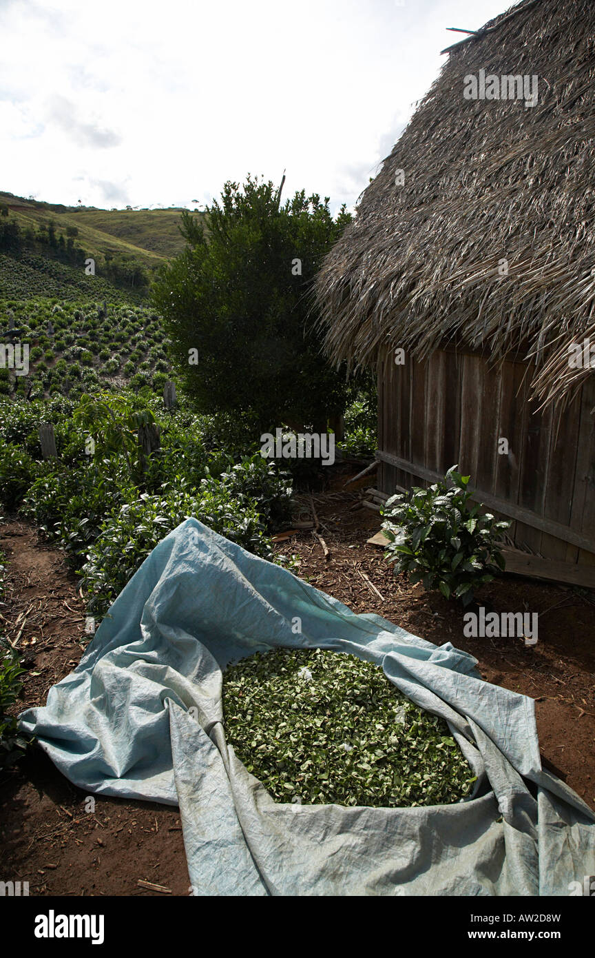 Coca leaves drying at a tea plantation near the village of Chimate in