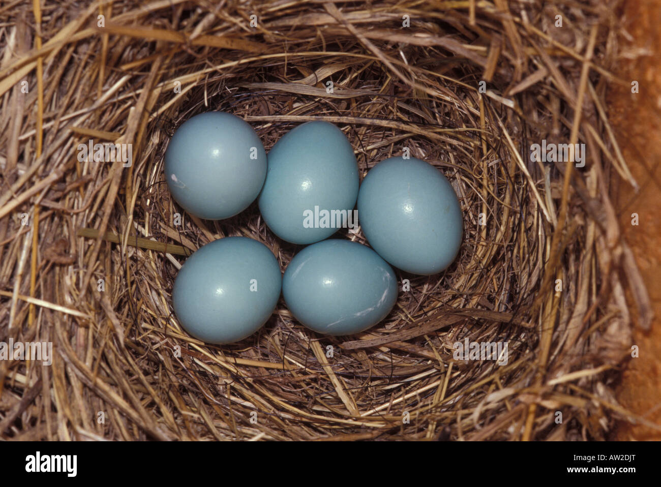 Eastern Bluebird eggs in nest box, Sialia sialis Stock Photo - Alamy