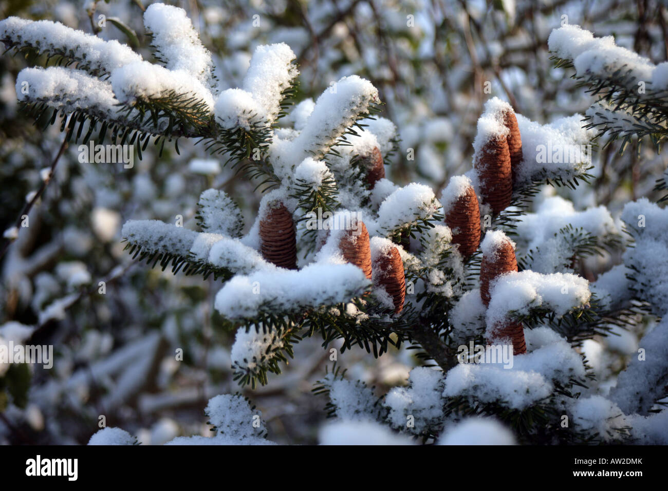 fir cones of Abies Koreana in snow Stock Photo