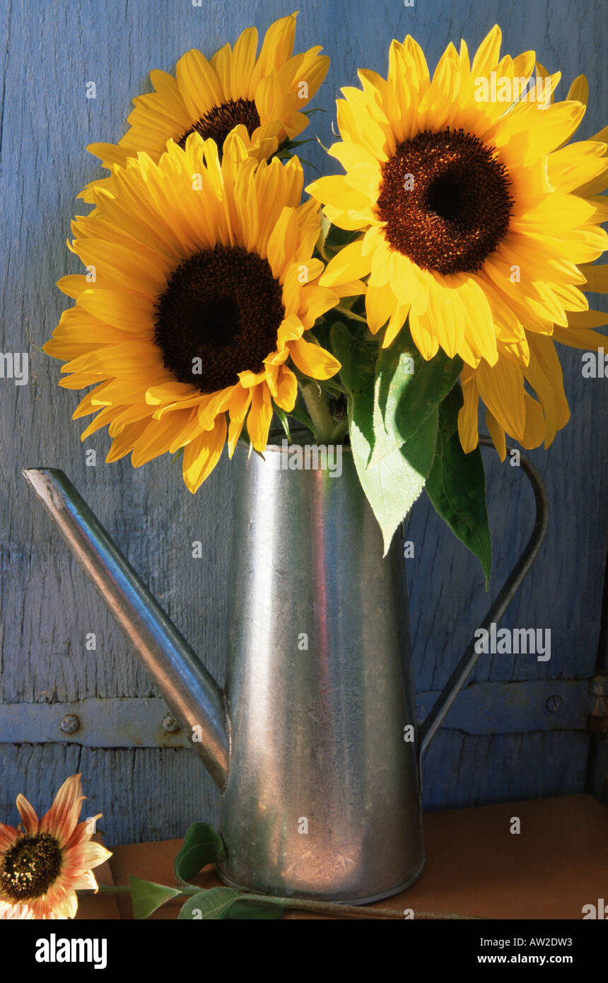 Sunflowers in a watering can Stock Photo