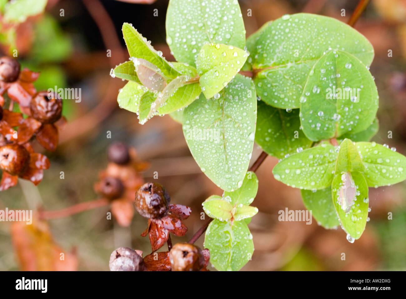 St John's Wort foliage and berries Stock Photo Alamy