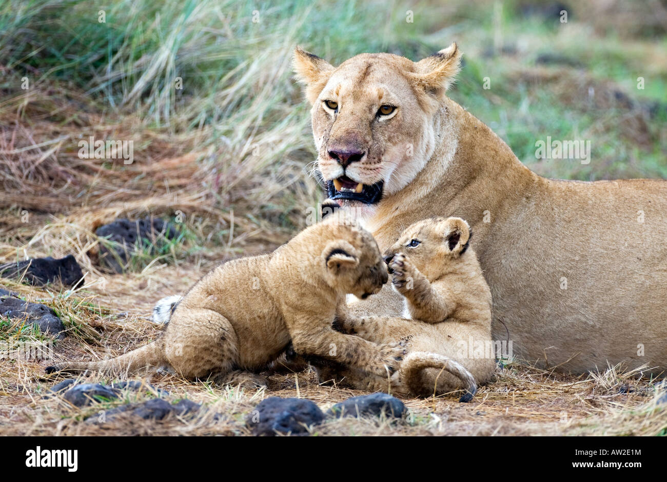 Lioness (panthera leo) with two cubs playing Stock Photo - Alamy