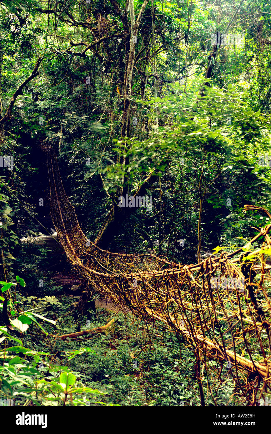 Liana bridge crosses stream gorge in rainforest mountains west of town of Man in Dix Huit Montagnes region, Ivory Coast, Africa Stock Photo