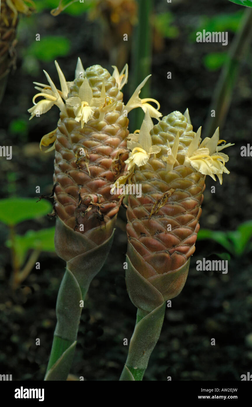 Shampoo Ingwer (Zingiber zerumbet), cone shaped bracts with flowers Stock Photo