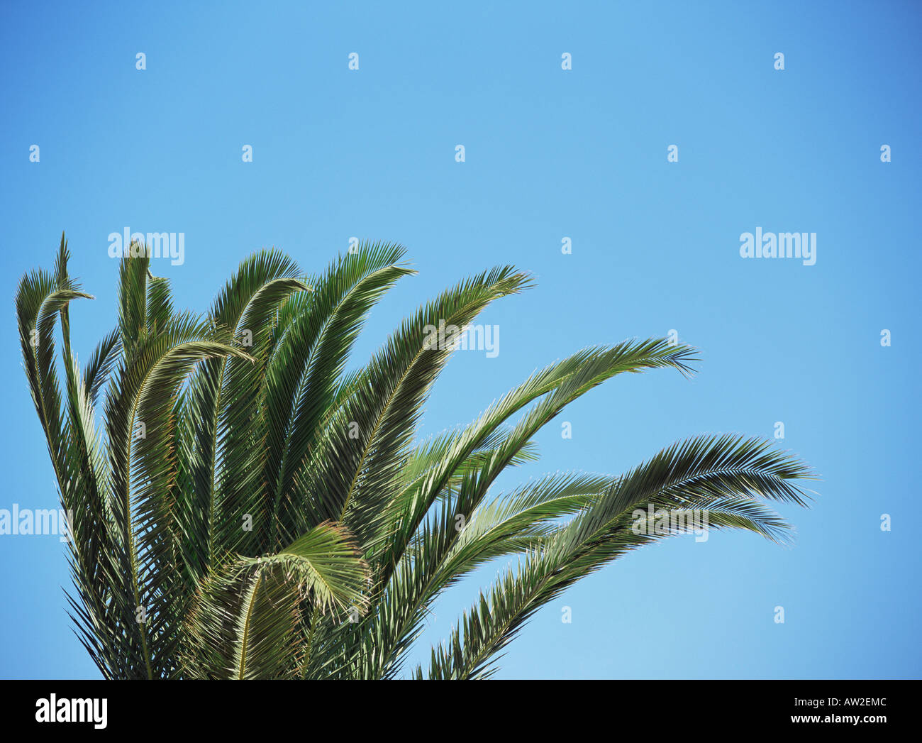 Tropical Species Palm Tree High Resolution Stock Photography and Images ...
