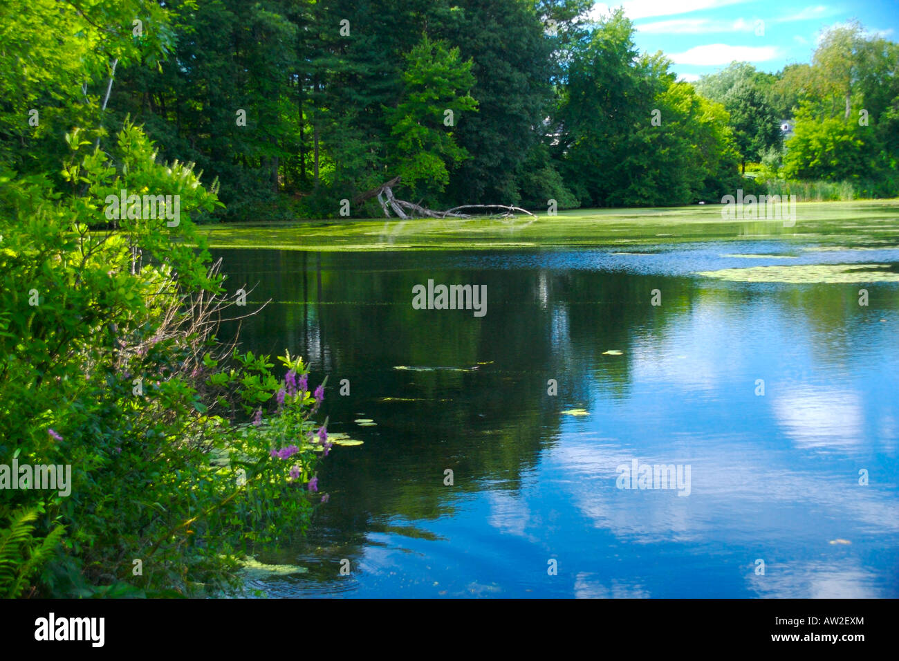 Blue sky and clouds in pond hi-res stock photography and images - Alamy