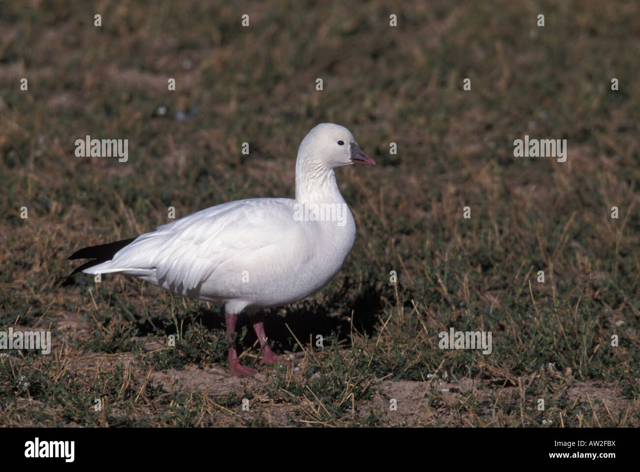 Ross's Goose, Chen rossii, on ground. Stock Photo