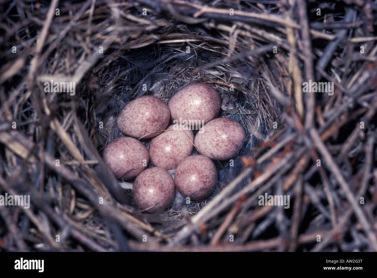 house wren nest