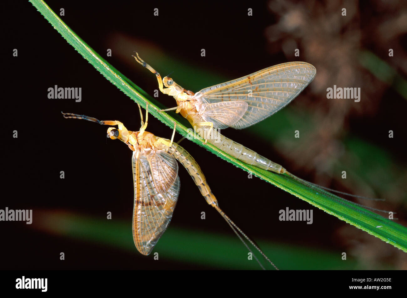Mayflies Ephemera danica Stock Photo