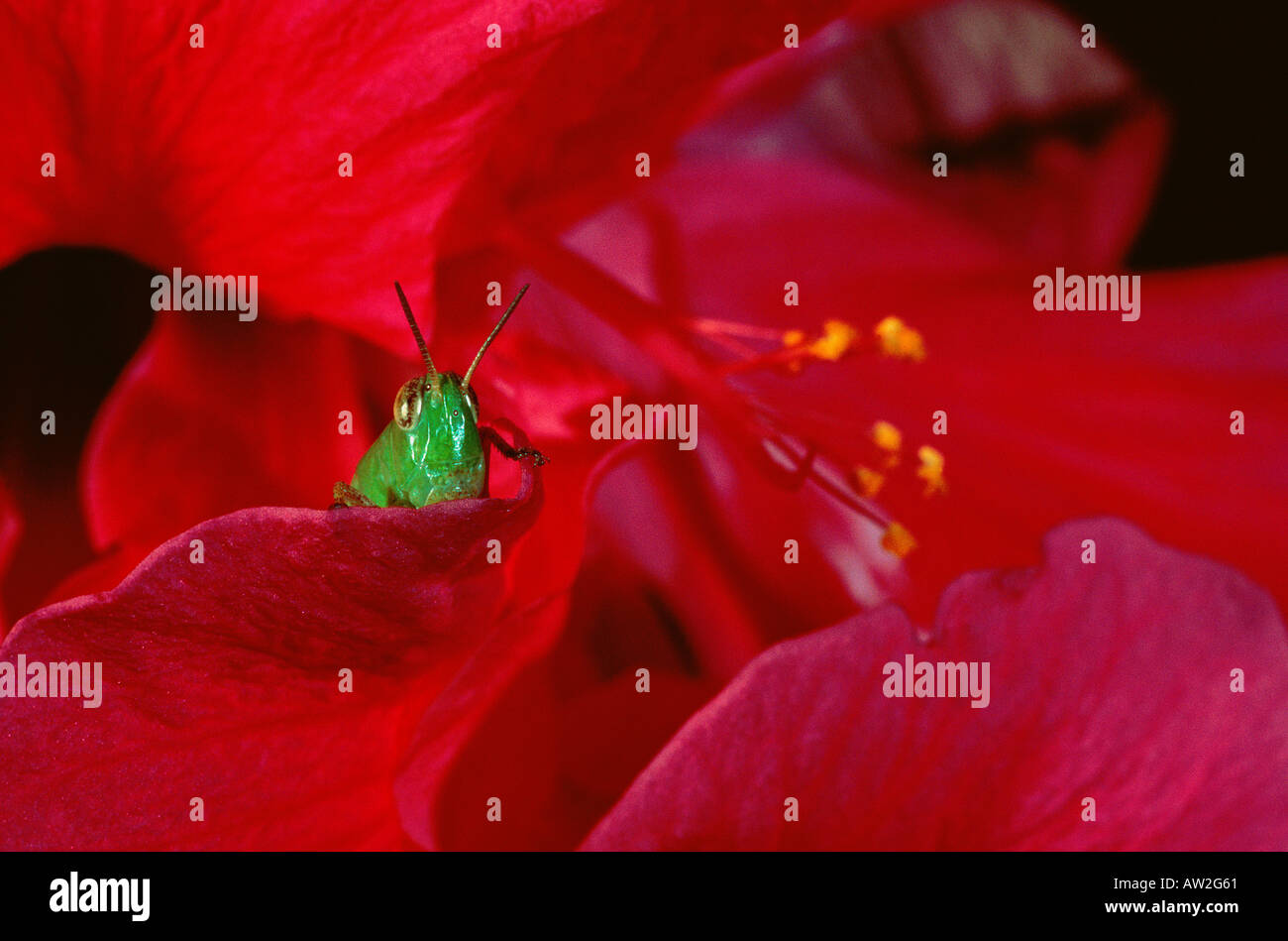 Locust face hires stock photography and images Alamy