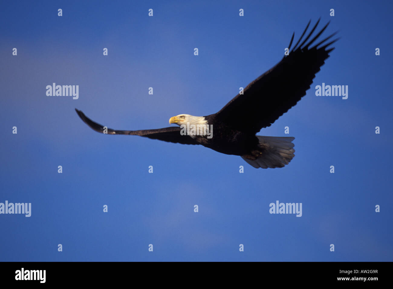 Bald Eagle, Haliaeetus leucocephalus, in flight Stock Photo - Alamy