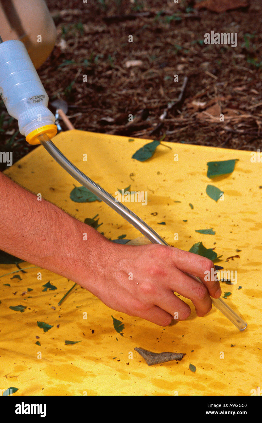 Biologist catching insects in the private reserve of Bartola Nicaragua ...