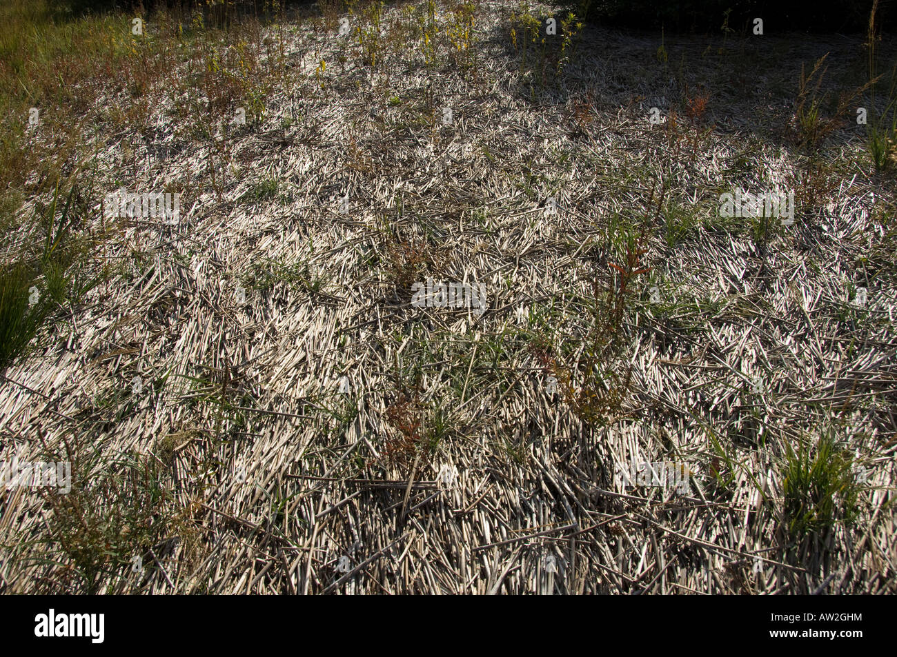 Dried reed stems on the banks of Lake Cerknica, Slovenia Stock Photo ...