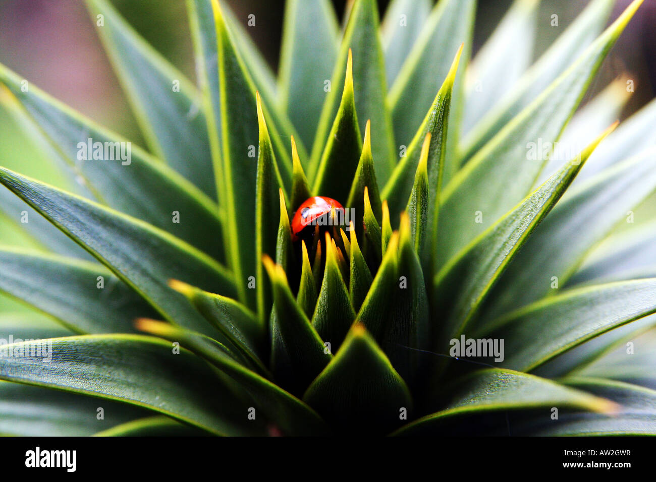 Cactus lady bug hi-res stock photography and images - Alamy