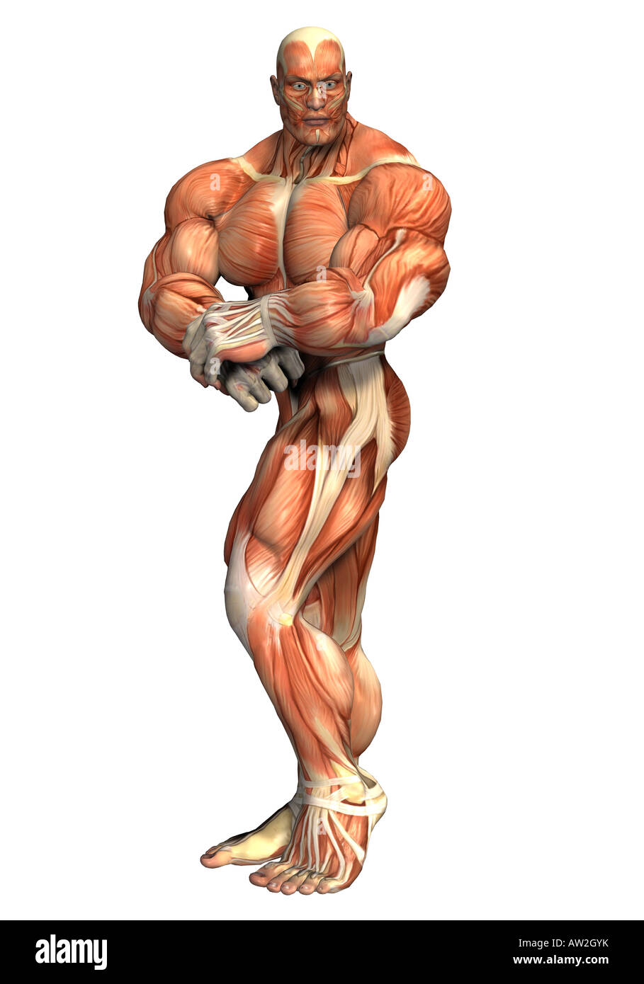 musculature of humans Stock Photo
