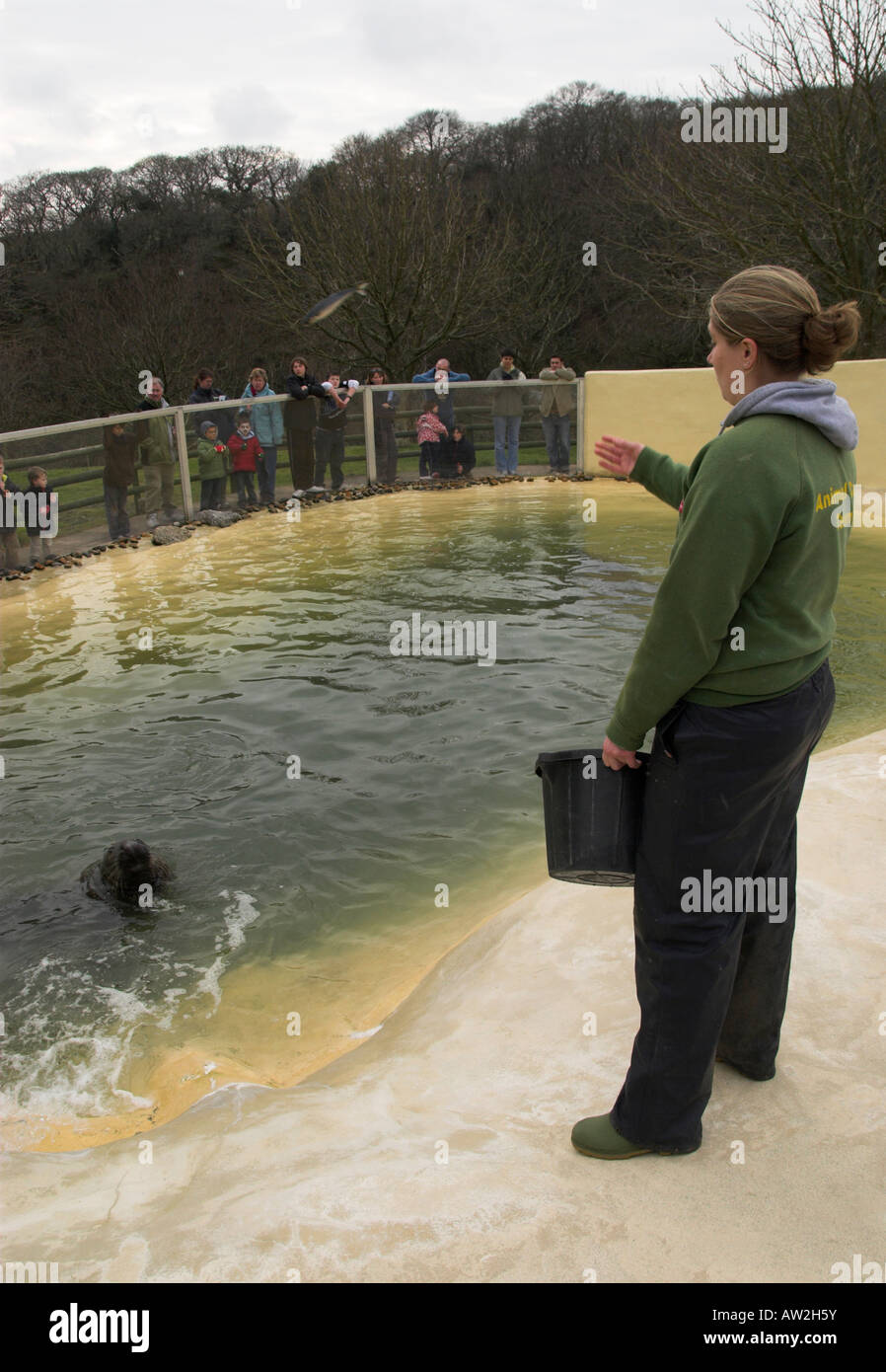 feeding seal at seal sanctuary Gweek Cornwall England UK Stock Photo