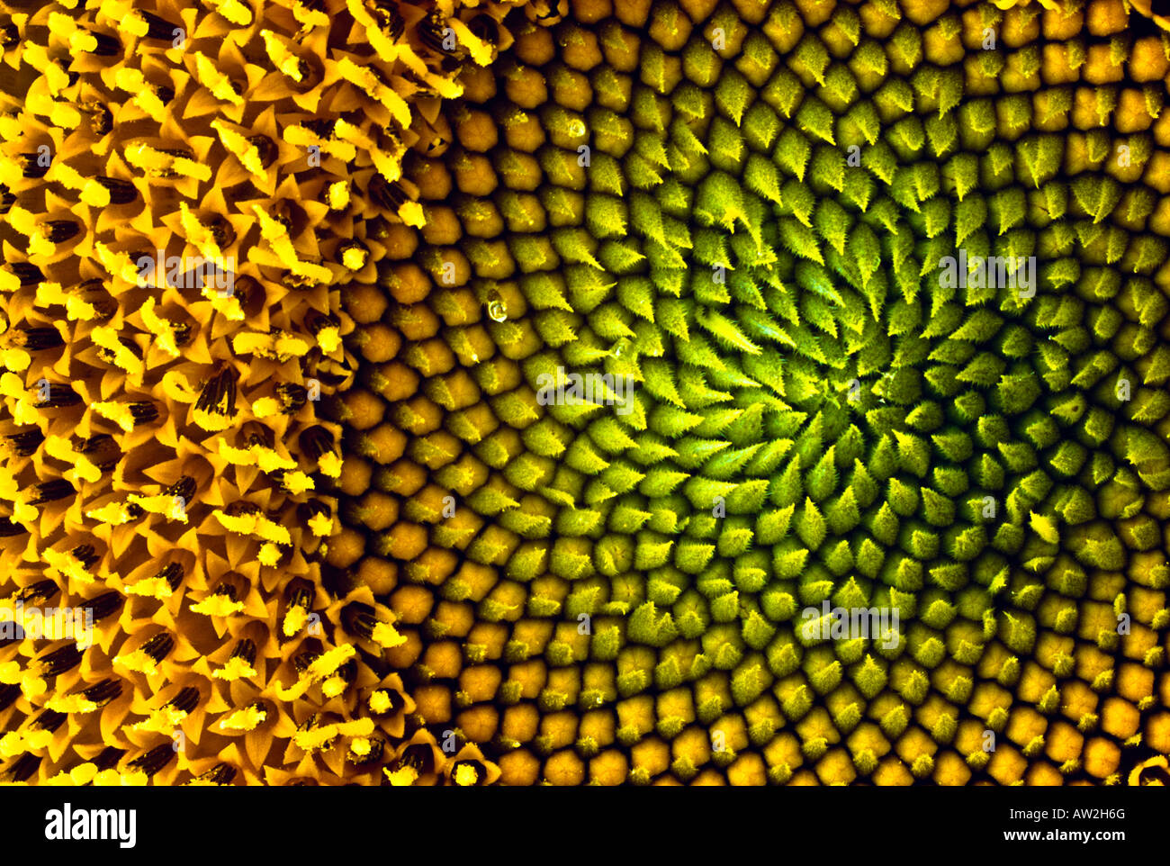 Sunflower close up detailed hi-res stock photography and images - Alamy