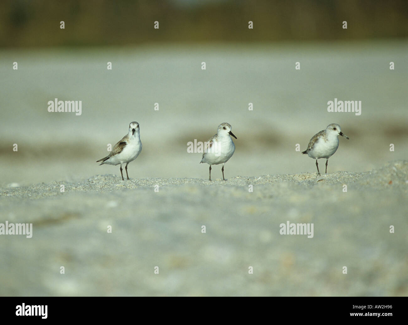 Sanderling on beach Stock Photo
