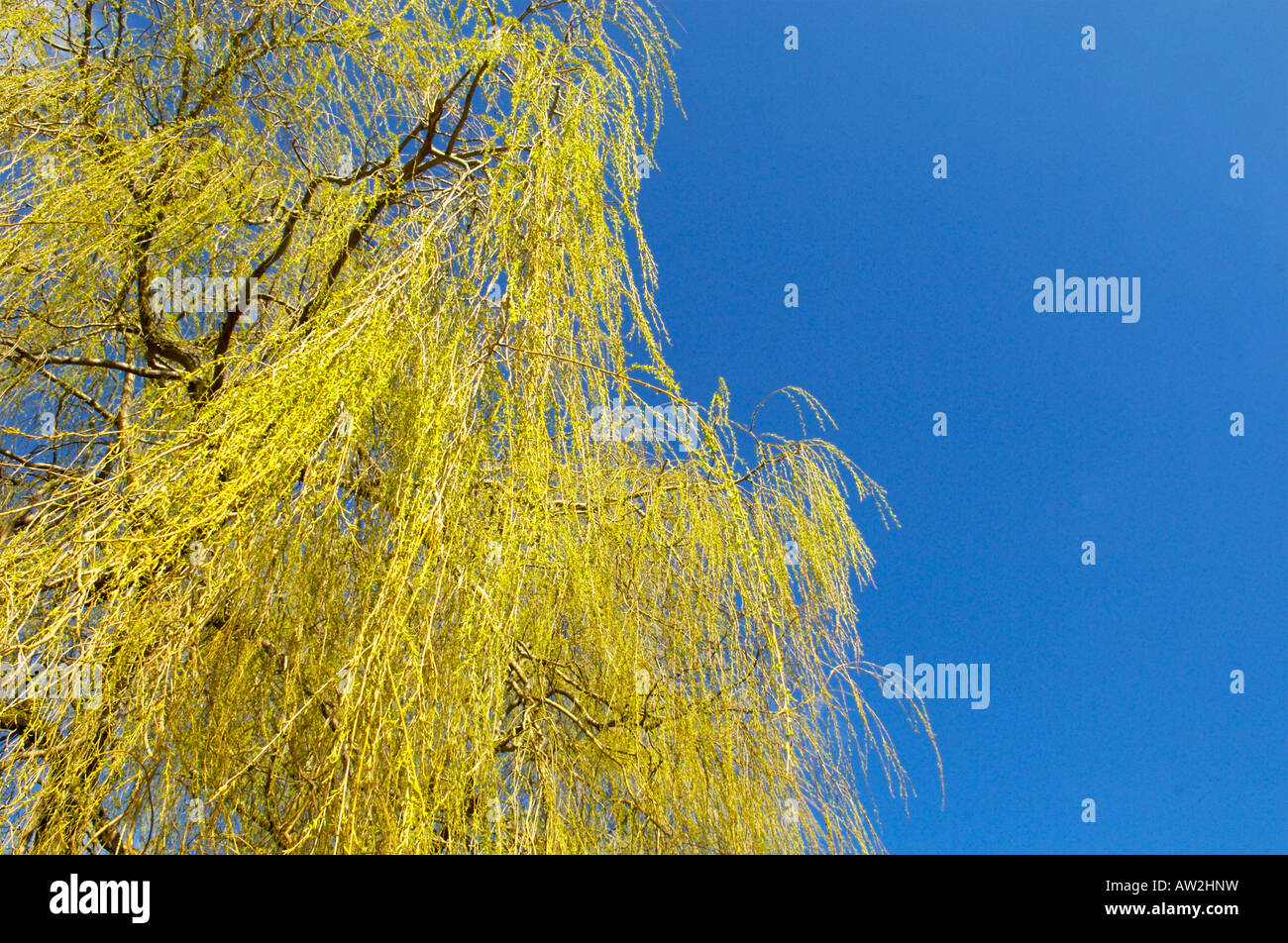 A Weeping Willow Tree against a bright blue sky Stock Photo - Alamy