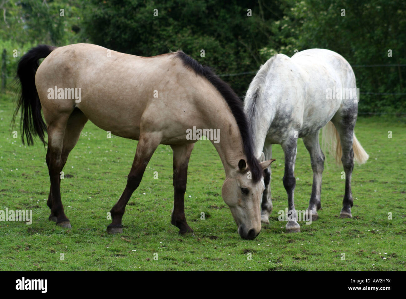 A light dappled brown and a dappled grey horse graze, superficially it looks like they share a head Stock Photo