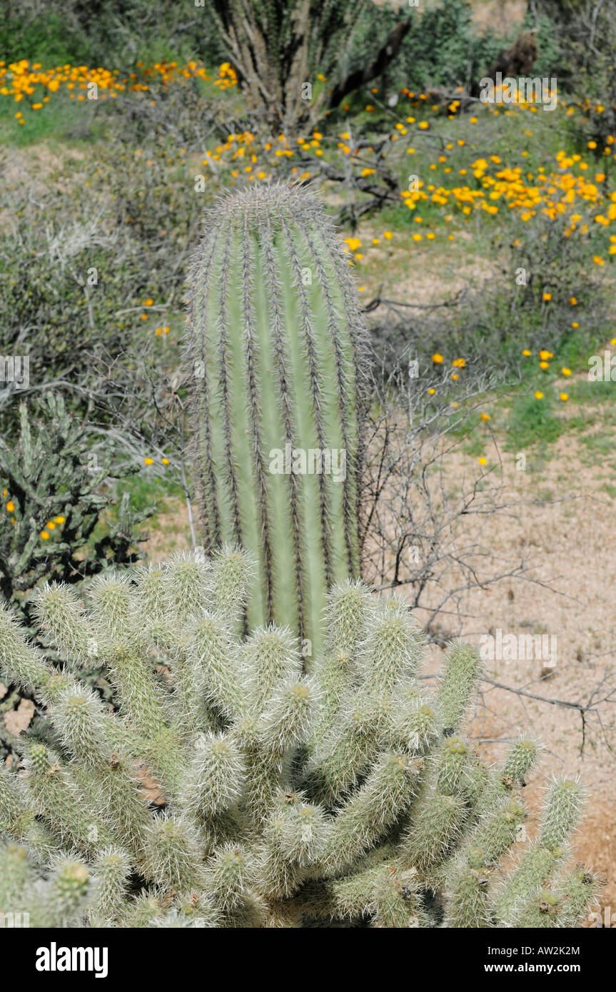 Saguaro cactus, Cholla cactus and spring poppies in the Arizona desert in 2008 Stock Photo Alamy
