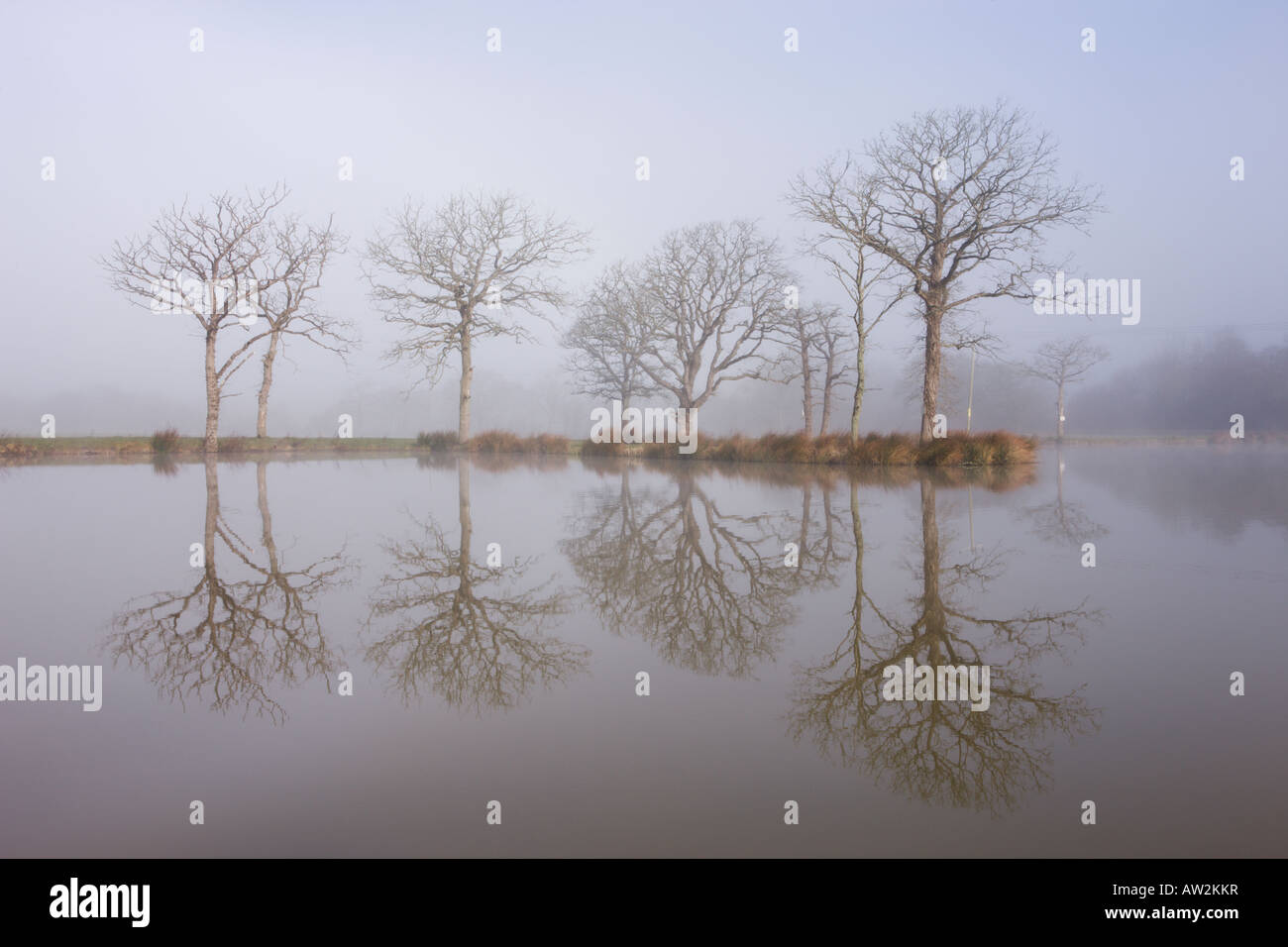 Misty morning beside a fishing pond, Morchard Road, Devon Stock Photo