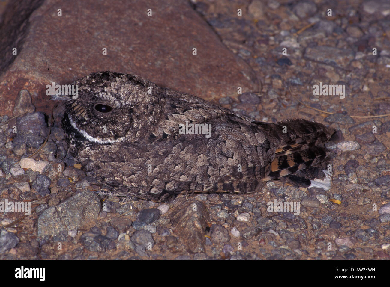 Common Poorwill, Phalaenoptilus nuttallii, on ground. Stock Photo