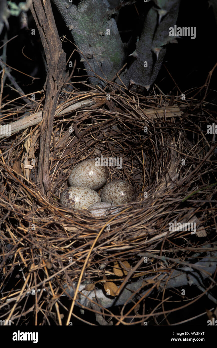 Northern Cardinal Nest High Resolution Stock Photography And Images Alamy Northern Cardinal Nest High Resolution Stock Photography And Images Alamy