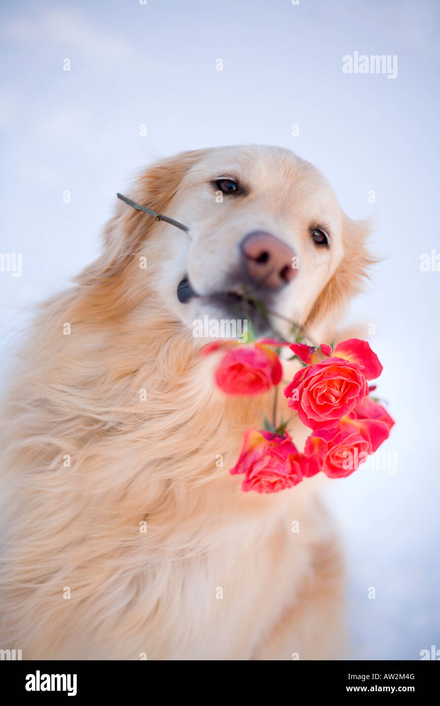 Golden Retriever holding red roses in mouth. Focus is on face and 1 rose. Stock Photo