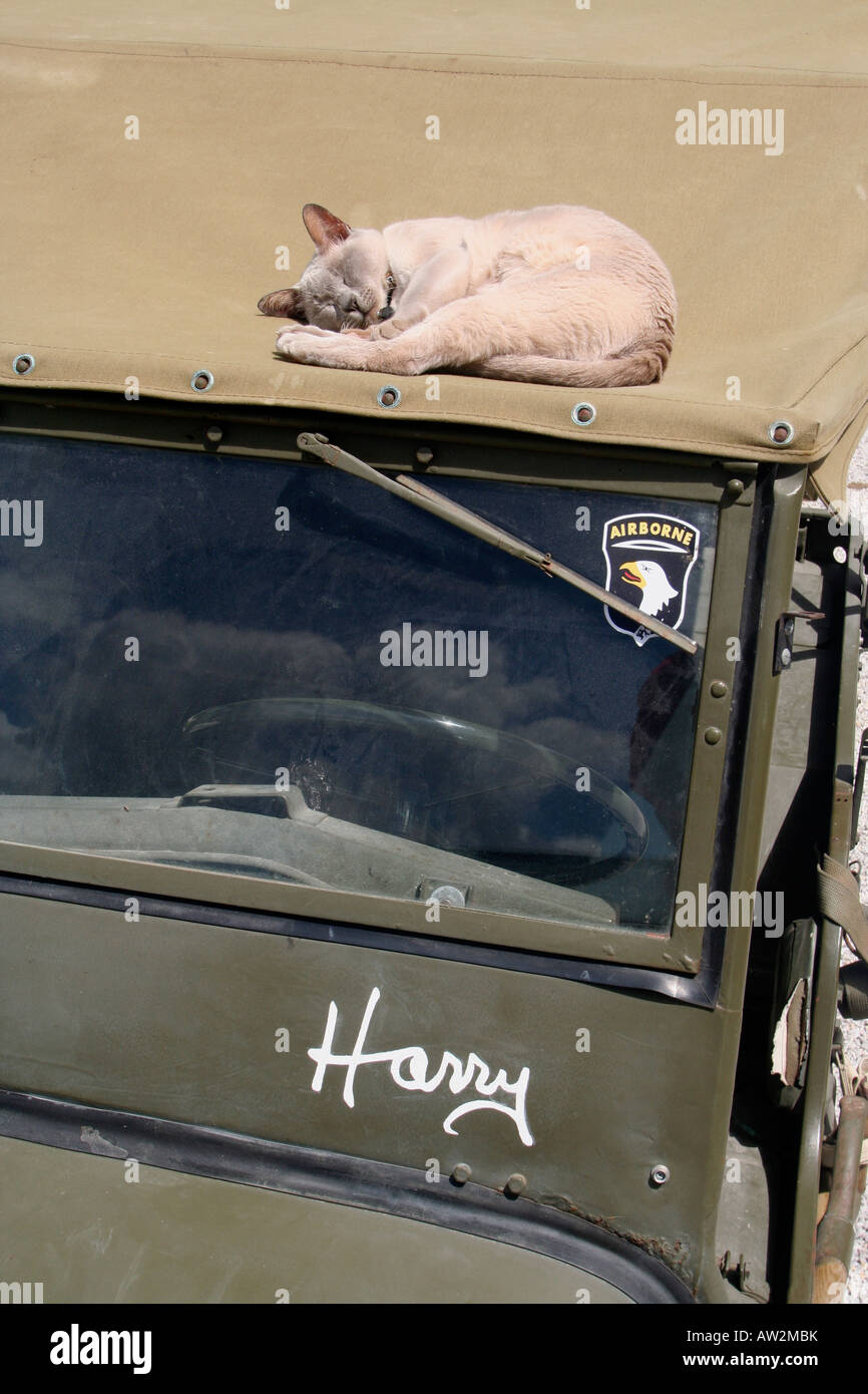 Harriett the Burmese cat asleep on roof of WW2 Willys Jeep called Harry after world war 2 veteran Harry - Harry on Harry Stock Photo