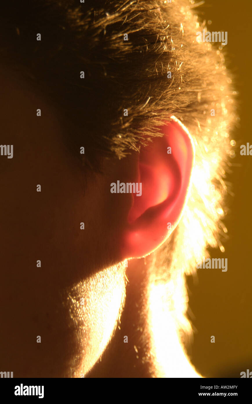 Woman hair detail backlight hi-res stock photography and images - Alamy