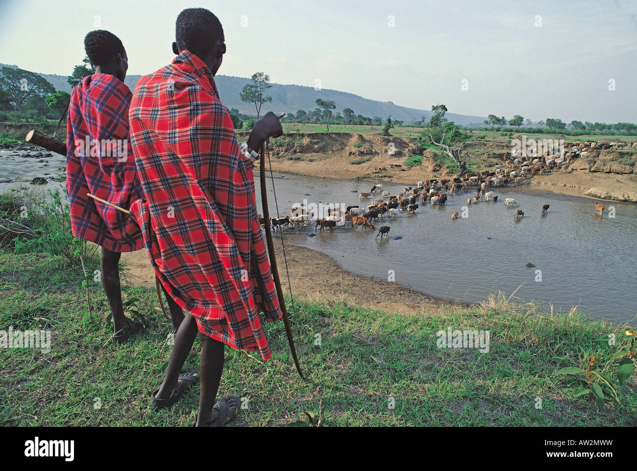 Maasai Moran watching their cattle cross the Mara River during dry season Masai Mara National Reserve Kenya East Africa Stock Photo