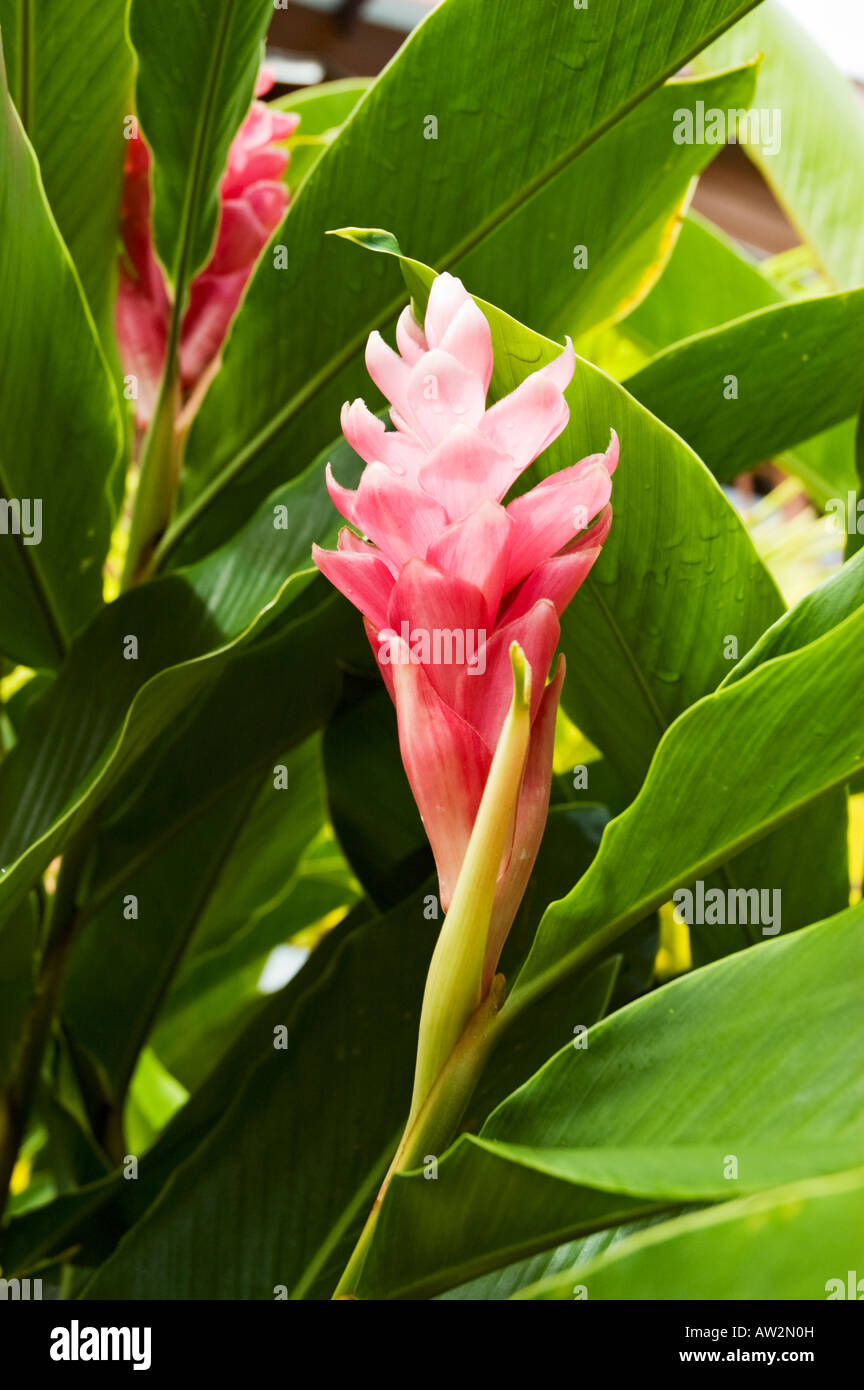 A Red Ginger Lily With Deep Green Leaves In The St Vincent Botanical Stock Photo Alamy