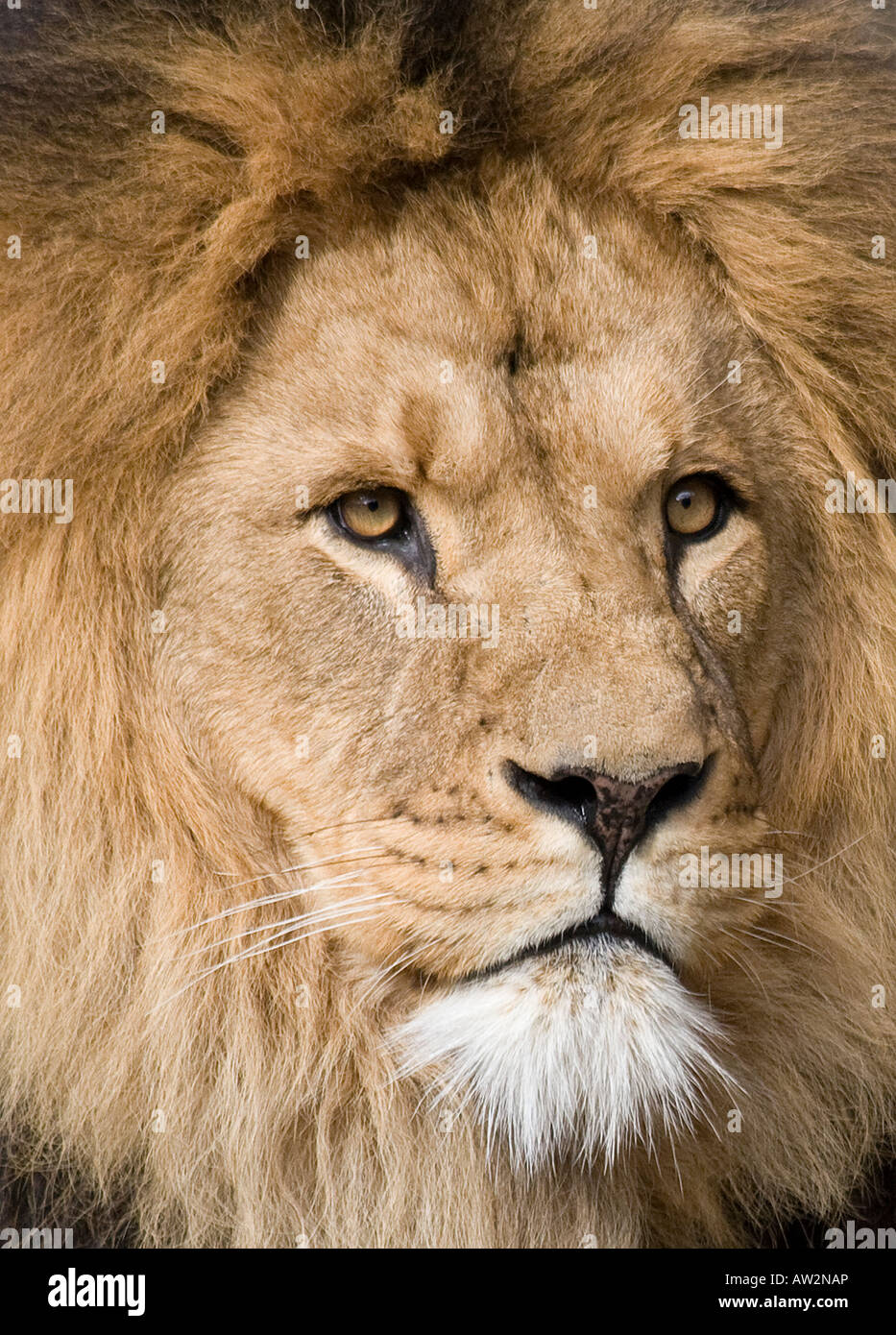 A close-up head shot portrait of a male lion Stock Photo