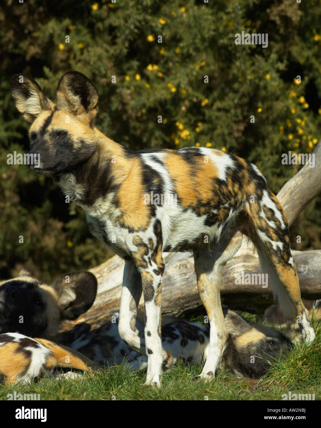 African Wild Dog Stock Photo - Alamy