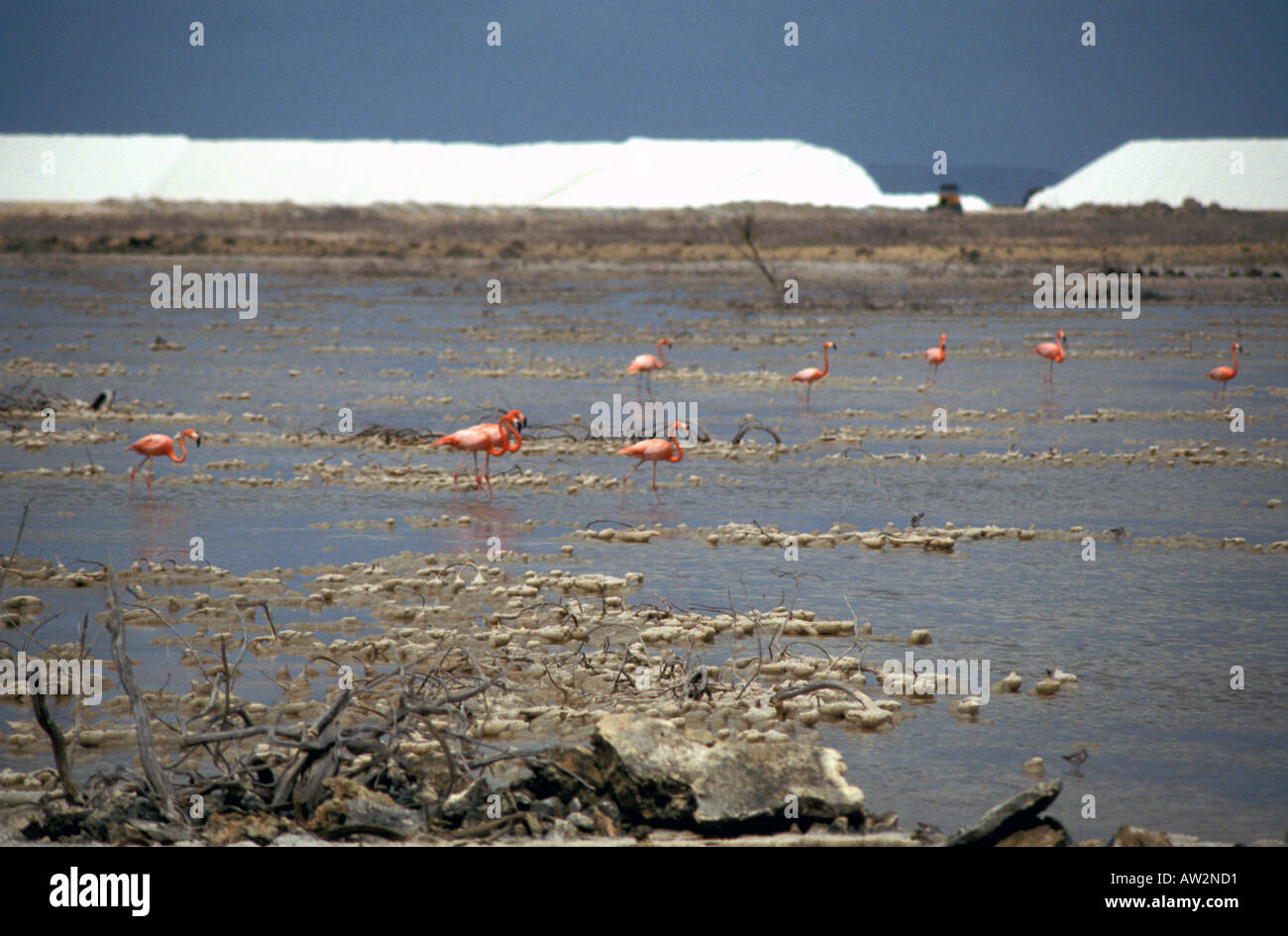 Bonaire Netherlands Antilles Flamingoes Solar Salt Pans Stock Photo