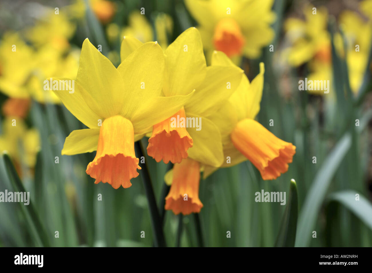 Daffodil Tete a tete Stock Photo Alamy daffodil-tete-a-tete-stock-photo-alamy