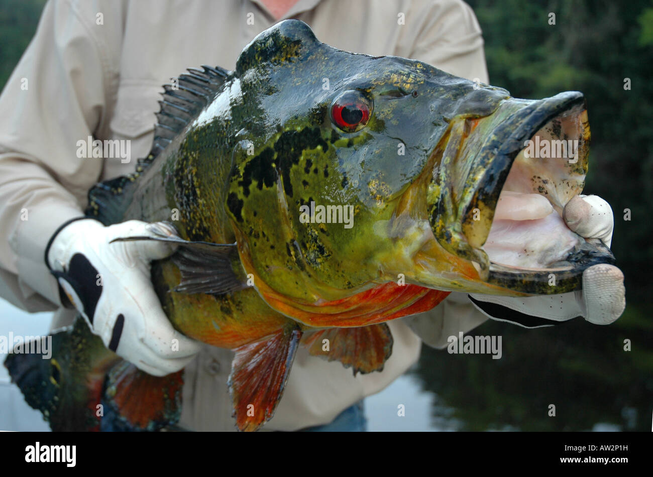 20 pound peacock bass from Brazil's Amazon River Basin has a big mouth and  spawning hump on its forehead Stock Photo - Alamy
