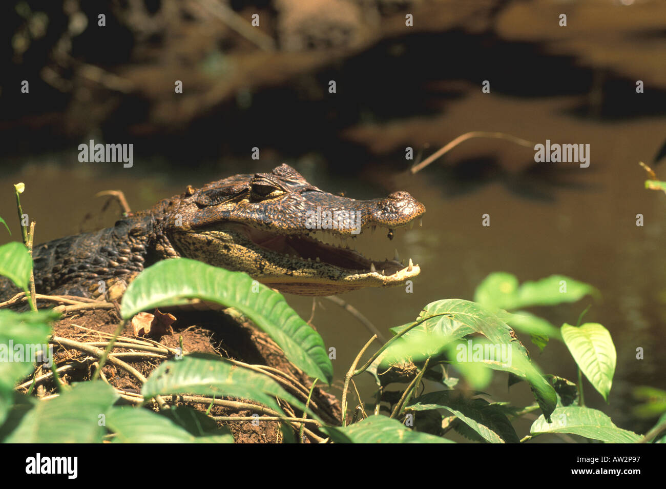 Costa Rica caiman resting in sun in middle of river Stock Photo