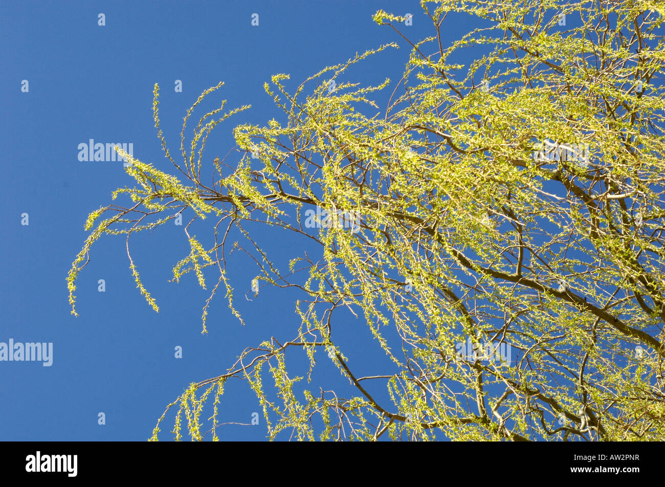 A Weeping Willow Tree against a bright blue sky Stock Photo - Alamy