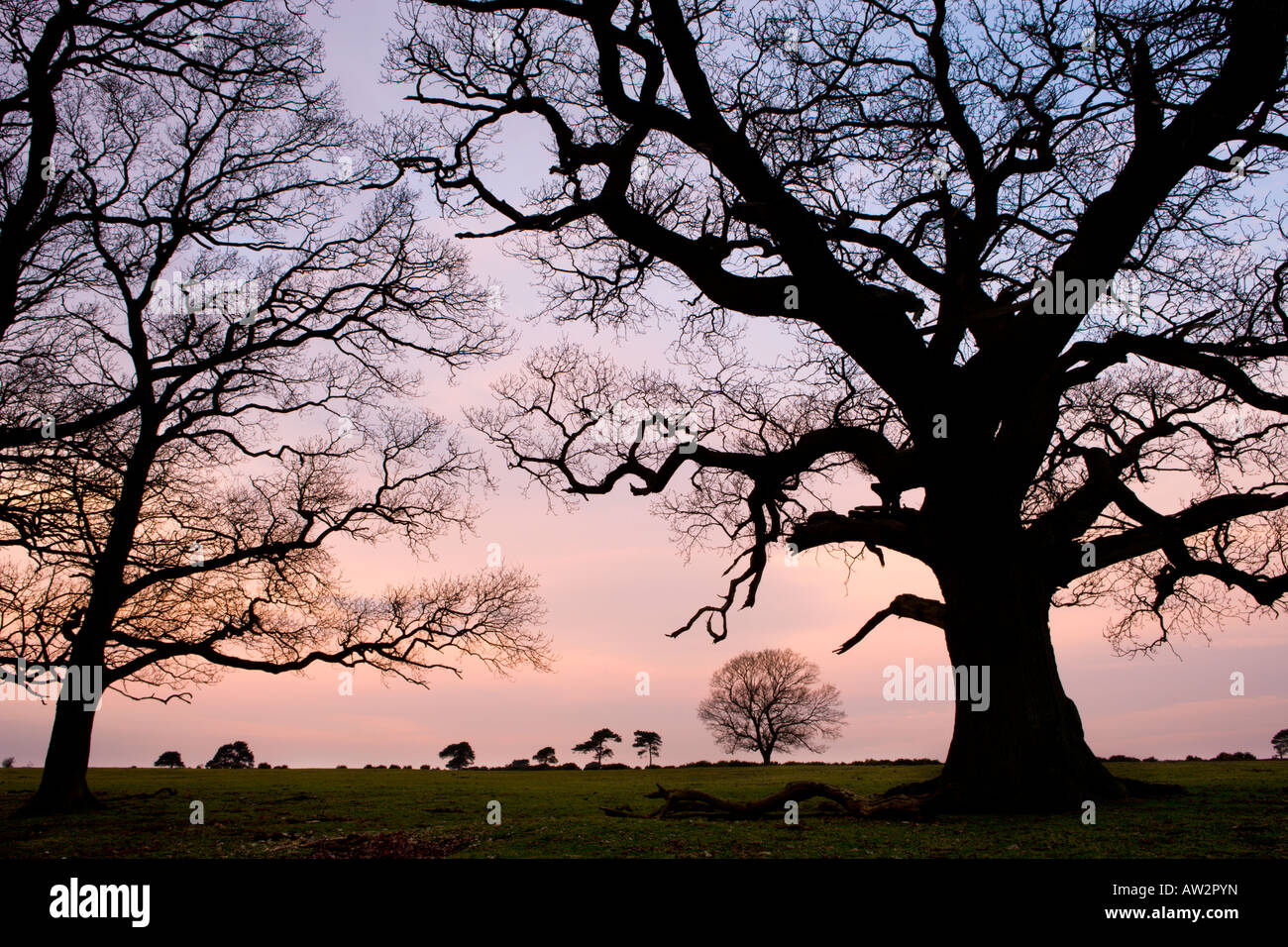 Tree silhouettes on Backley Plain, New Forest National Park Stock Photo