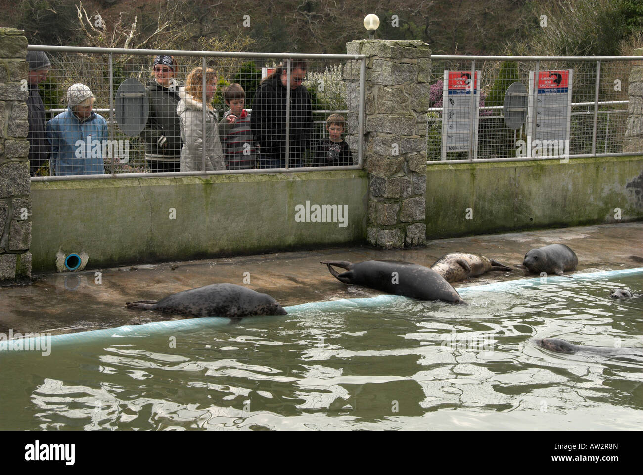 Seals at the cornish seal sanctuary hires stock photography and images