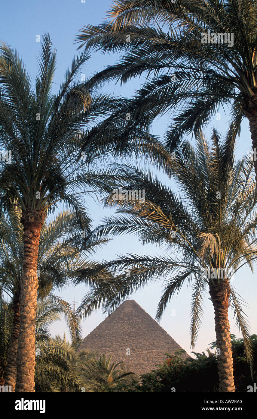 Egypt Great Pyramid framed through palm trees as if seen from a desert